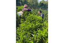 Load image into Gallery viewer, Honey Orchid (Mi Lan Xiang), PARU Reserve