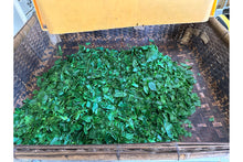 Load image into Gallery viewer, Yamashita's Gyokuro, PARU Reserve