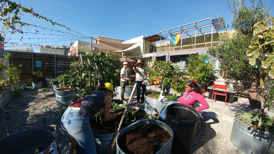 Paru x Art Produce: Local Community Urban Farming