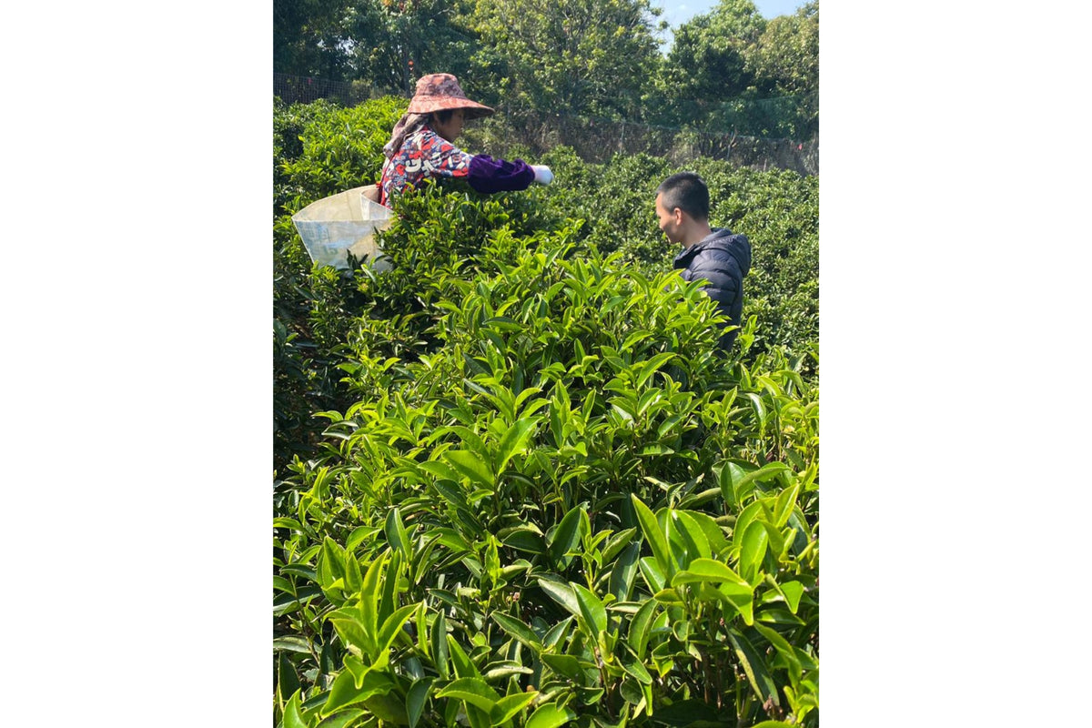 Honey Orchid, PARU Reserve | PARU Specialty Tea in San Diego