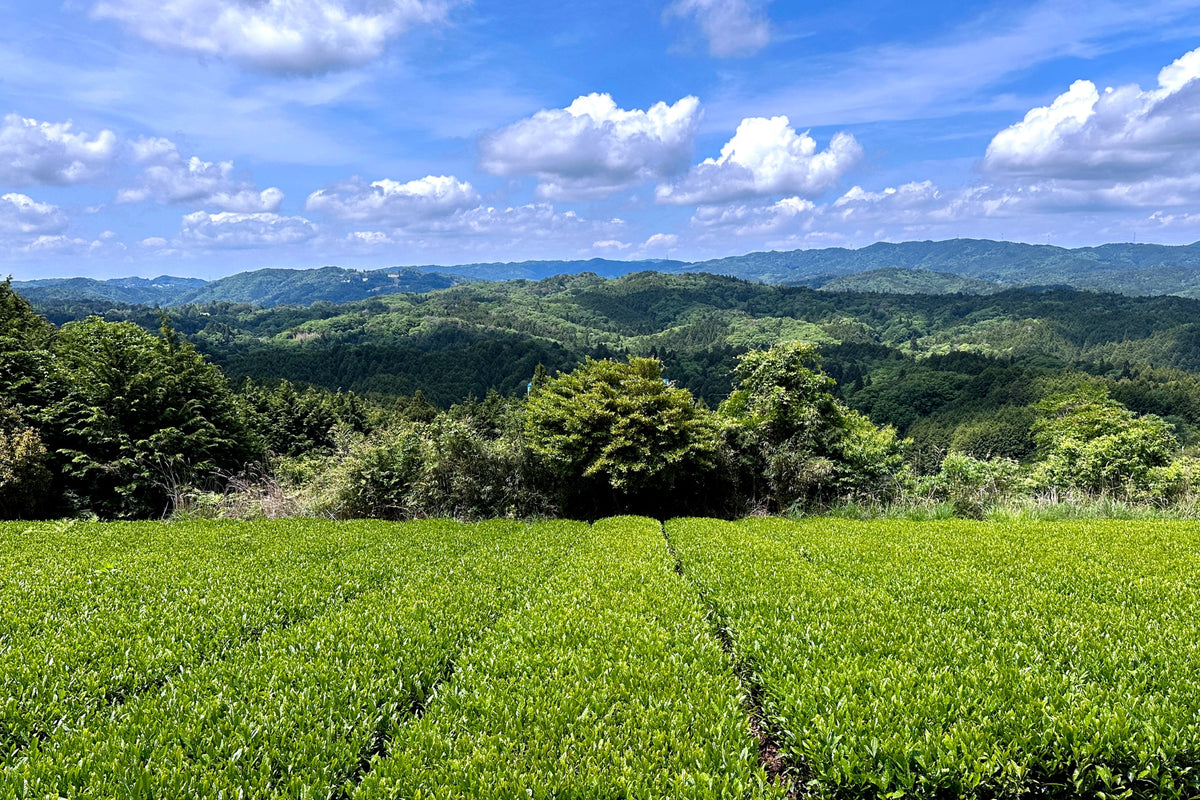 Hojicha, PARU Tea Garden | PARU Specialty Tea in San Diego Since 2017