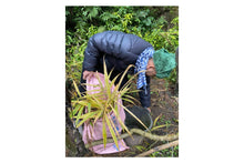 Load image into Gallery viewer, High Mountain Ginger, PARU Reserve