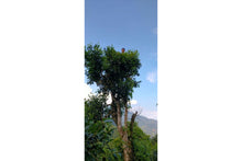 Load image into Gallery viewer, 2021 Wild Shou