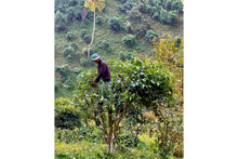 Load image into Gallery viewer, Chiang Rai White