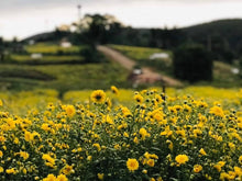 Load image into Gallery viewer, Thai Chrysanthemum