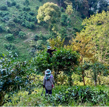 Load image into Gallery viewer, 500-year-old tea trees in Chiang Rai, Thailand