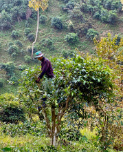 Load image into Gallery viewer, 500-year-old tea trees in Chiang Rai, Thailand