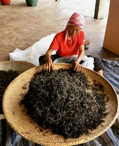Thai farmer drying Assam leaves in Chiang Rai