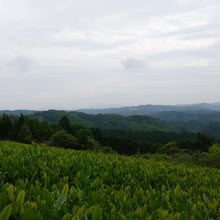Load image into Gallery viewer, Mainichi (&quot;Everyday&quot;) Sencha, PARU Tea Estate, 2022 Harvest