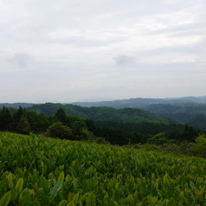 Mainichi ("Everyday") Sencha, PARU Tea Estate, 2022 Harvest